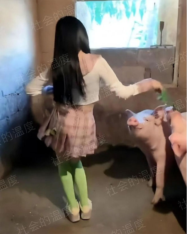 Cô gái mặc váy ngắn, nhảy múa trong chuồng lợn khiến dân mạng lắc đầu ngán ngẩm-1