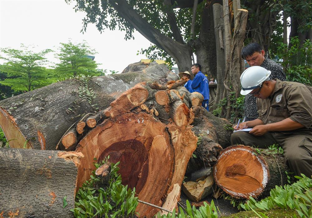 Cây đa trăm tuổi cổ nhất Thủ đô bất ngờ gãy cành, giao thông ùn tắc nghiêm trọng-3