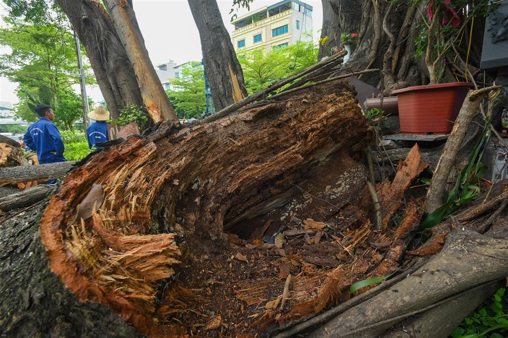 Cây đa trăm tuổi cổ nhất Thủ đô bất ngờ gãy cành, giao thông ùn tắc nghiêm trọng-4