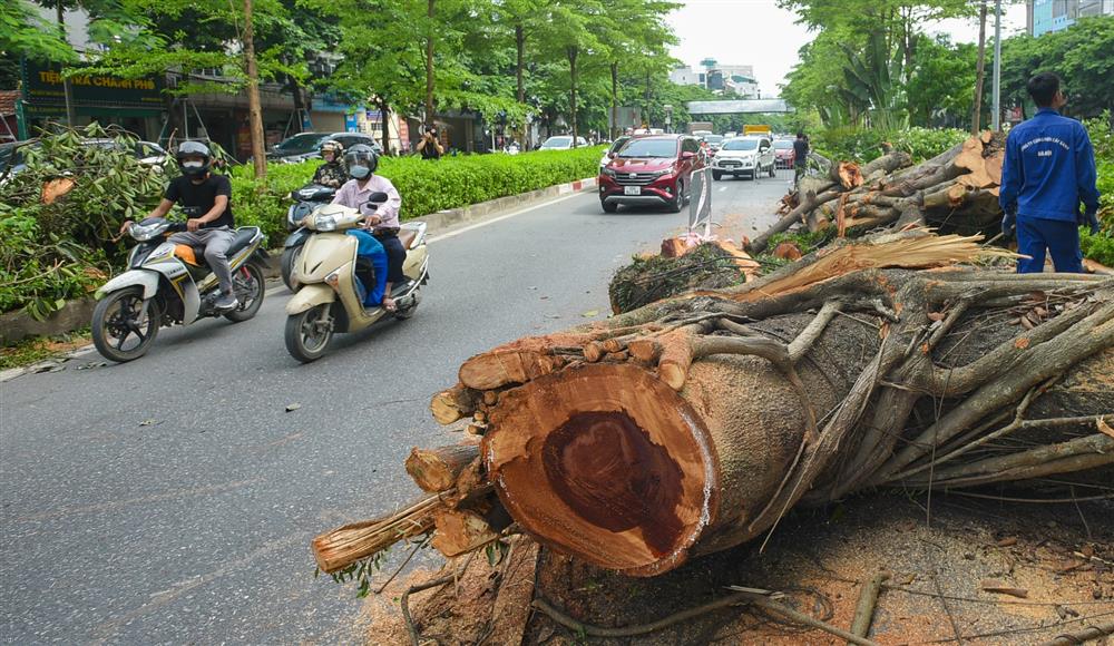Cây đa trăm tuổi cổ nhất Thủ đô bất ngờ gãy cành, giao thông ùn tắc nghiêm trọng-6