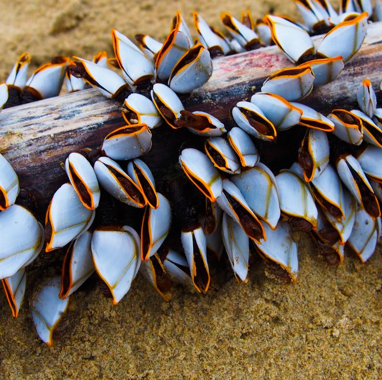 13 món ăn đắt nhất thế giới khiến bạn phải kinh ngạc-11