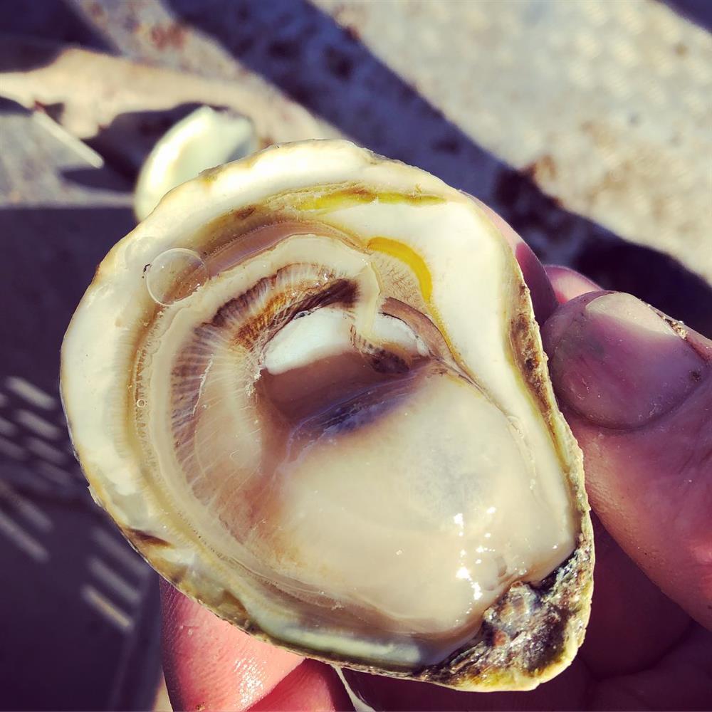 13 món ăn đắt nhất thế giới khiến bạn phải kinh ngạc-6