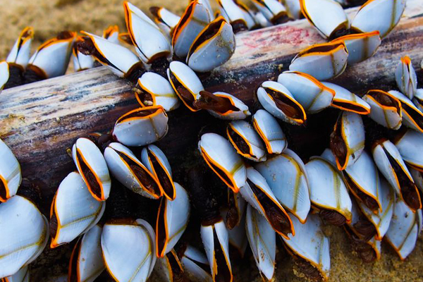 Choáng với đĩa khoai tây chiên bé tẹo nhưng có giá trên trời-4