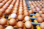 Nghịch lý: Trứng vịt tăng giá chóng mặt”, dân nuôi vẫn thở dài-3