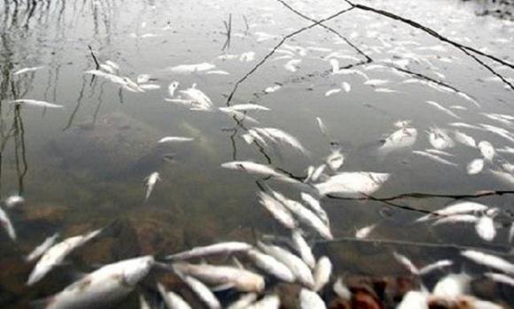 3 loại cá bẩn, chứa ký sinh trùng nhiều người không biết, thường mua về ăn-1