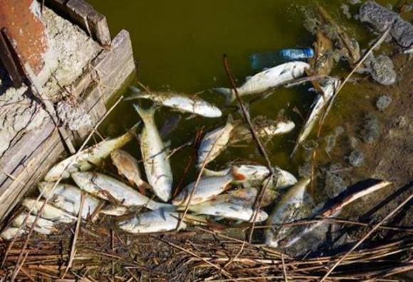 3 loại cá bẩn, chứa ký sinh trùng nhiều người không biết, thường mua về ăn-2