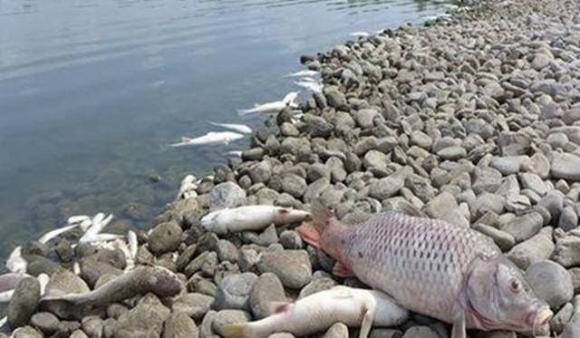 3 loại cá bẩn, chứa ký sinh trùng nhiều người không biết, thường mua về ăn-3