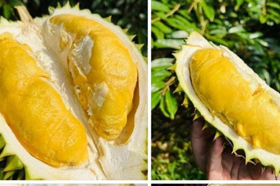 Hà Nội: Sầu riêng Ri 6 giá “siêu rẻ” chỉ 45 nghìn đồng/kg, có nên mua?