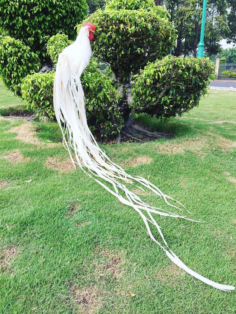 Ba giống gà quý tộc đắt đỏ phục vụ đại gia Việt-1