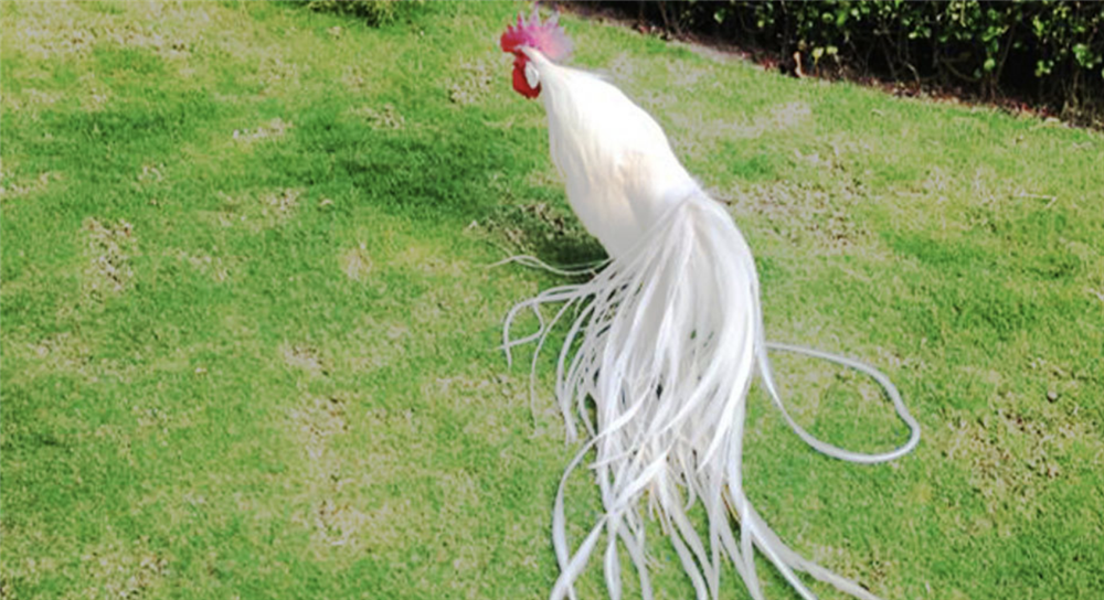 Ba giống gà quý tộc đắt đỏ phục vụ đại gia Việt-4