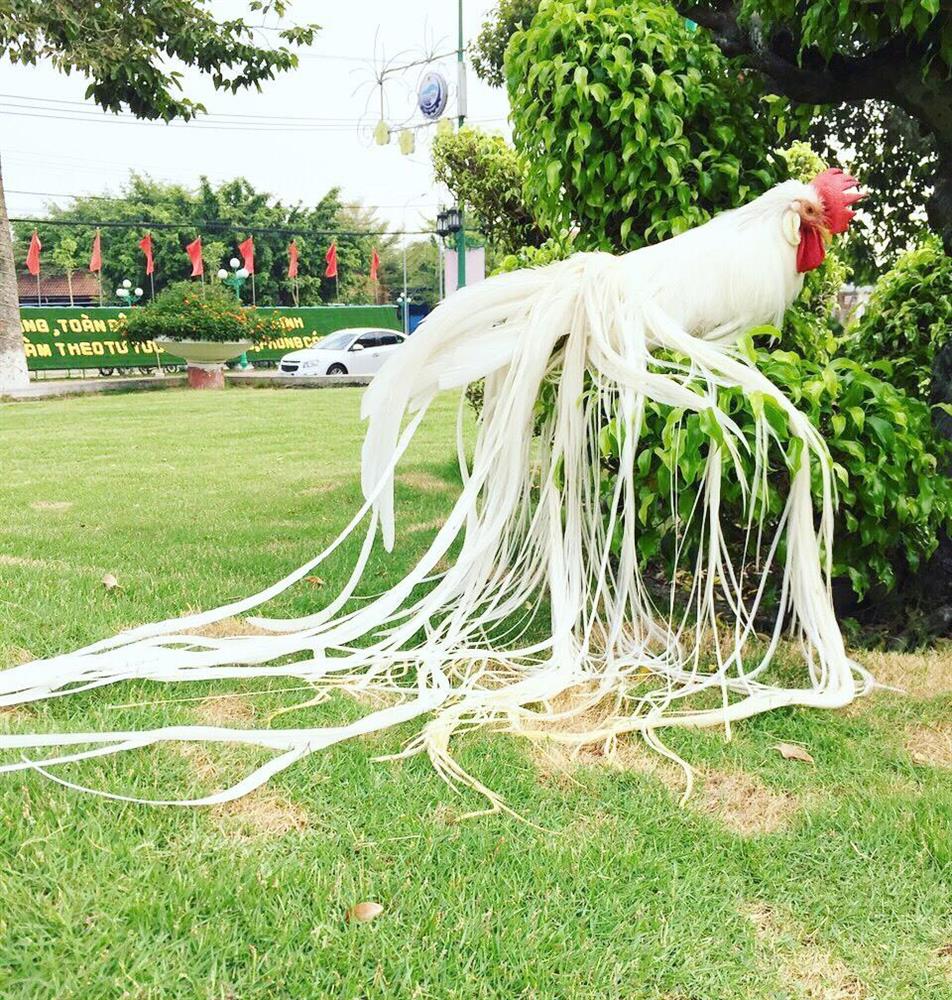 Ba giống gà quý tộc đắt đỏ phục vụ đại gia Việt-2