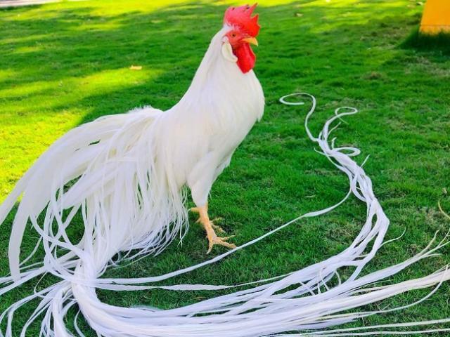 Ba giống gà quý tộc đắt đỏ phục vụ đại gia Việt-3