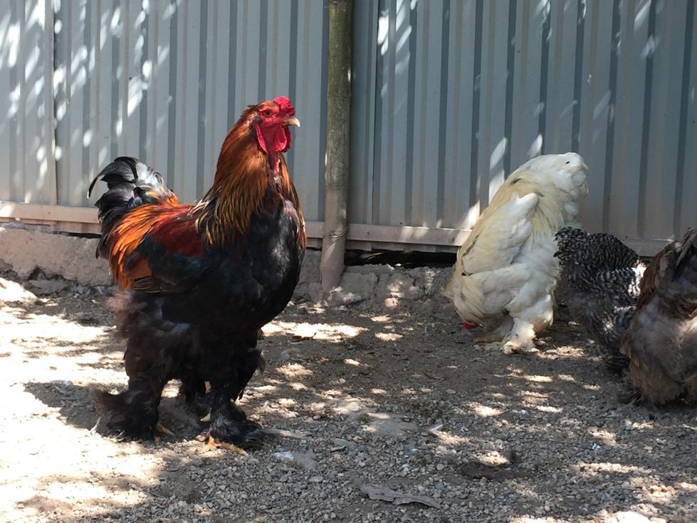 Ba giống gà quý tộc đắt đỏ phục vụ đại gia Việt-9