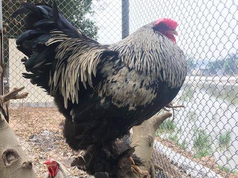 Ba giống gà quý tộc đắt đỏ phục vụ đại gia Việt-10