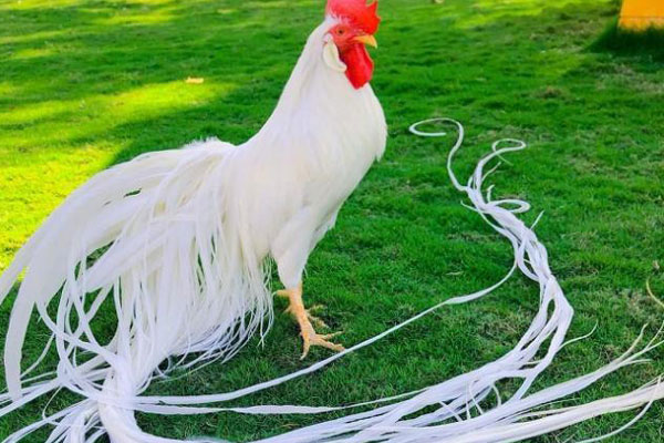 Cận cảnh gà khổng lồ nặng 20kg, thoạt nhìn giống chó ngao mà giá tận 35 triệu đồng-4