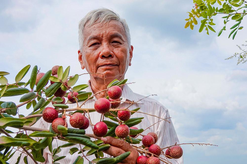 Lão nông sở hữu hai giống nhãn lạ siêu trái, bán 1,5 triệu đồng/nhánh-10