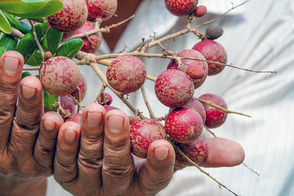 Lão nông sở hữu hai giống nhãn lạ siêu trái, bán 1,5 triệu đồng/nhánh-11