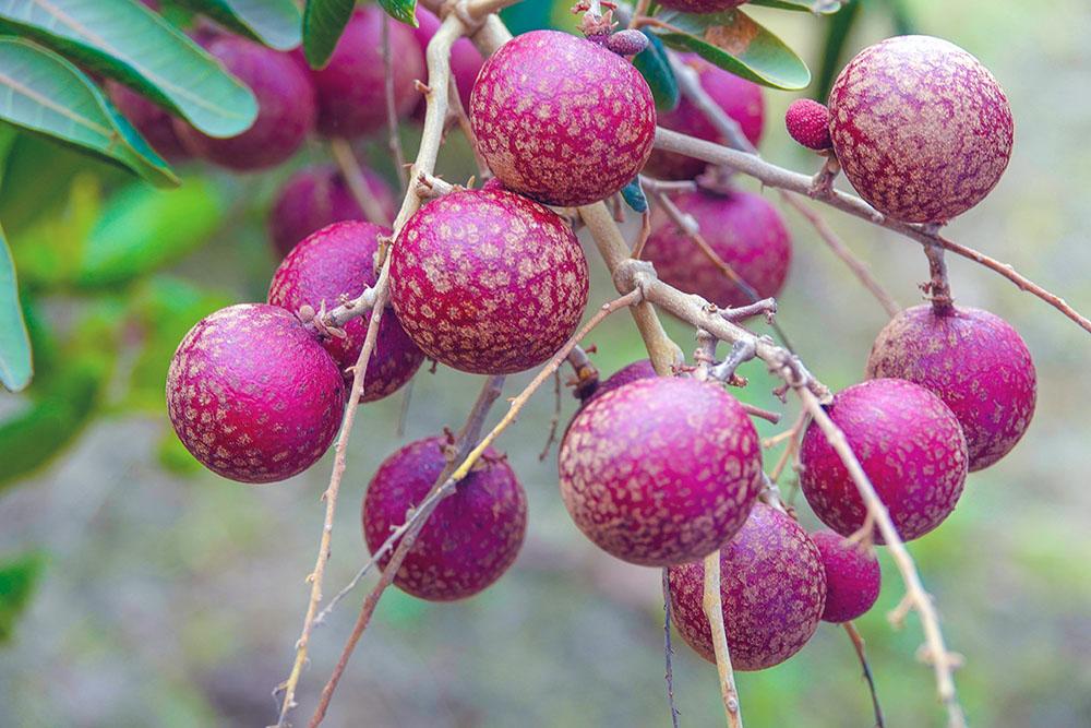 Lão nông sở hữu hai giống nhãn lạ siêu trái, bán 1,5 triệu đồng/nhánh-12