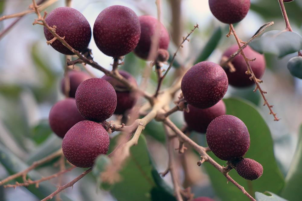 Lão nông sở hữu hai giống nhãn lạ siêu trái, bán 1,5 triệu đồng/nhánh-13
