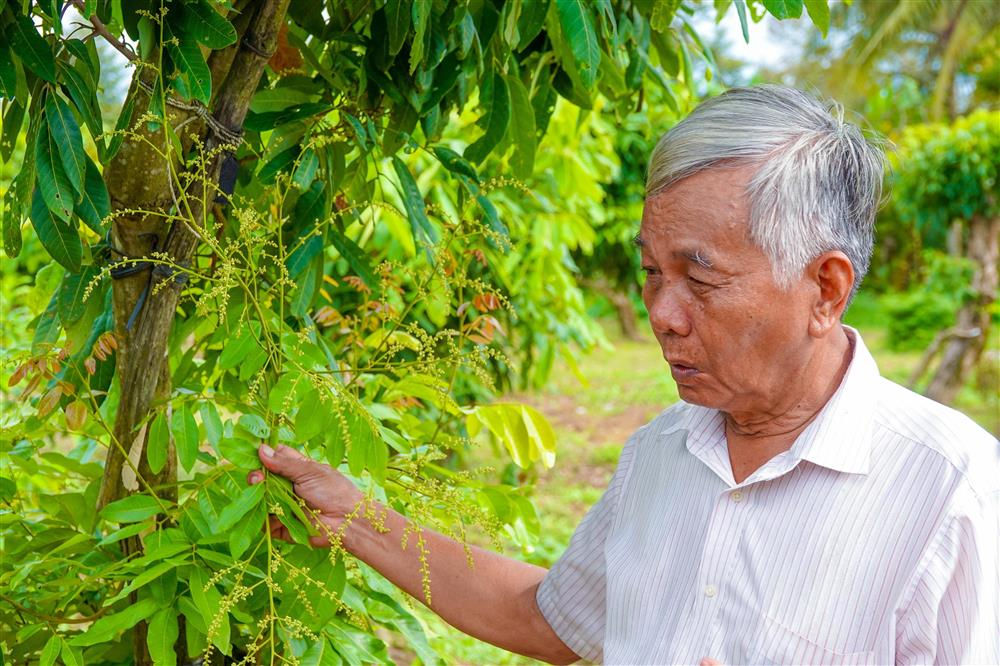 Lão nông sở hữu hai giống nhãn lạ siêu trái, bán 1,5 triệu đồng/nhánh-2