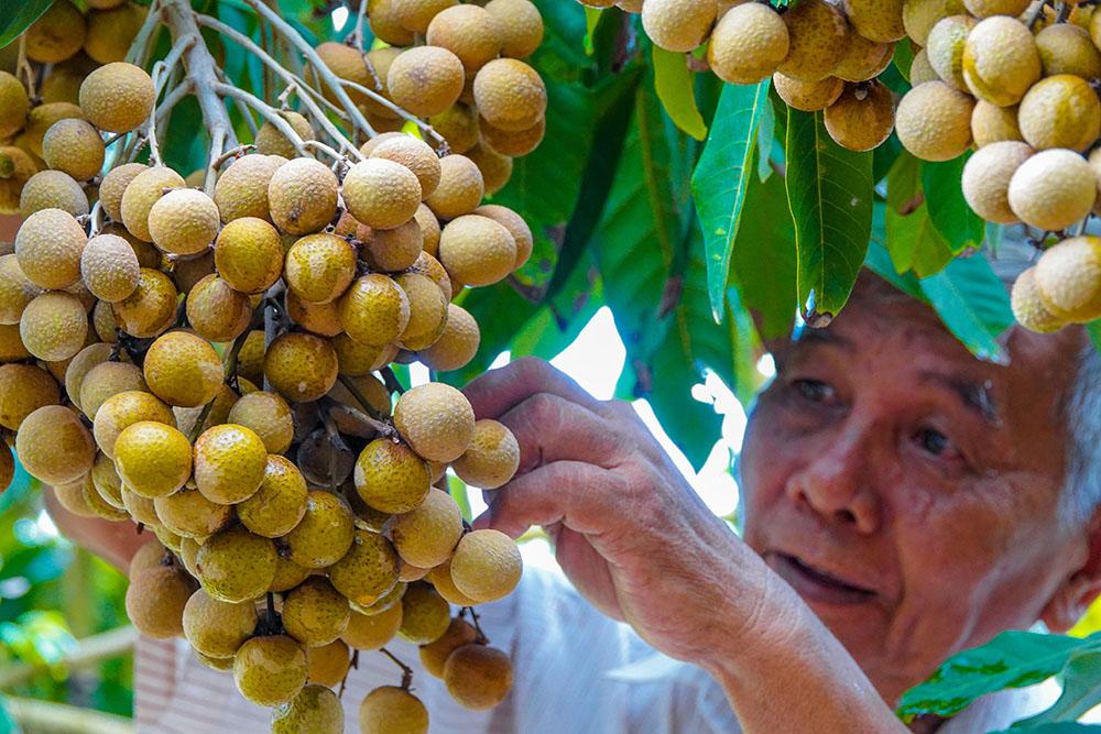 Lão nông sở hữu hai giống nhãn lạ siêu trái, bán 1,5 triệu đồng/nhánh-3