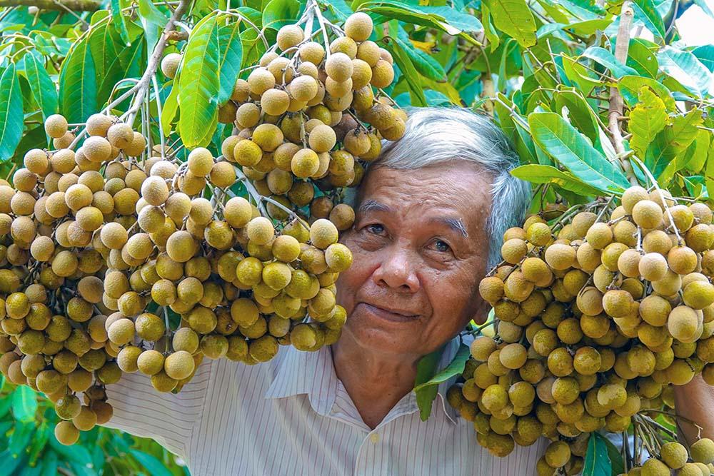 Lão nông sở hữu hai giống nhãn lạ siêu trái, bán 1,5 triệu đồng/nhánh-5