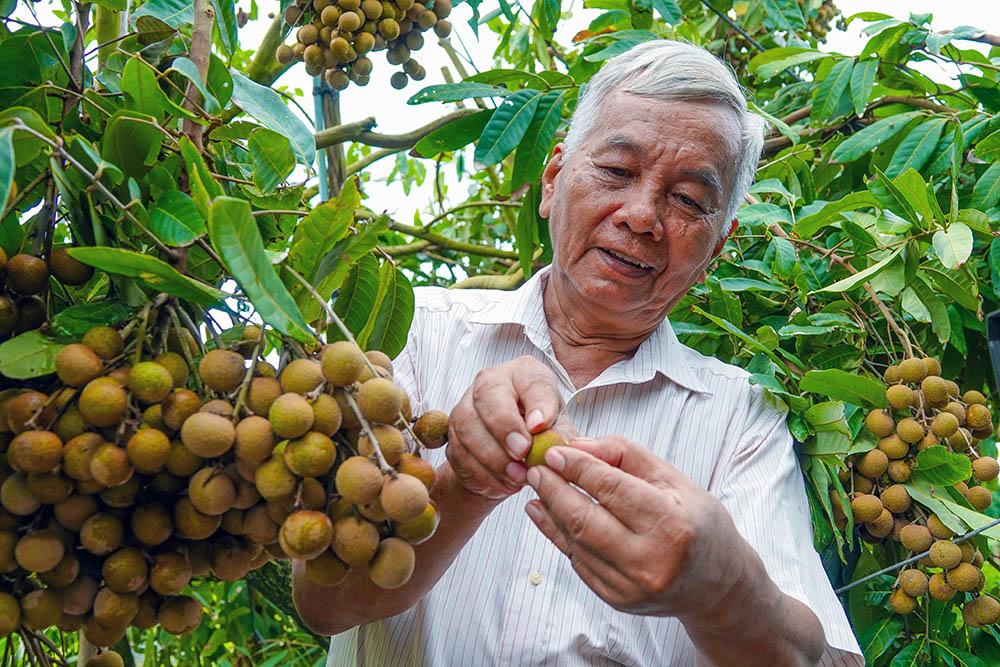 Lão nông sở hữu hai giống nhãn lạ siêu trái, bán 1,5 triệu đồng/nhánh-6