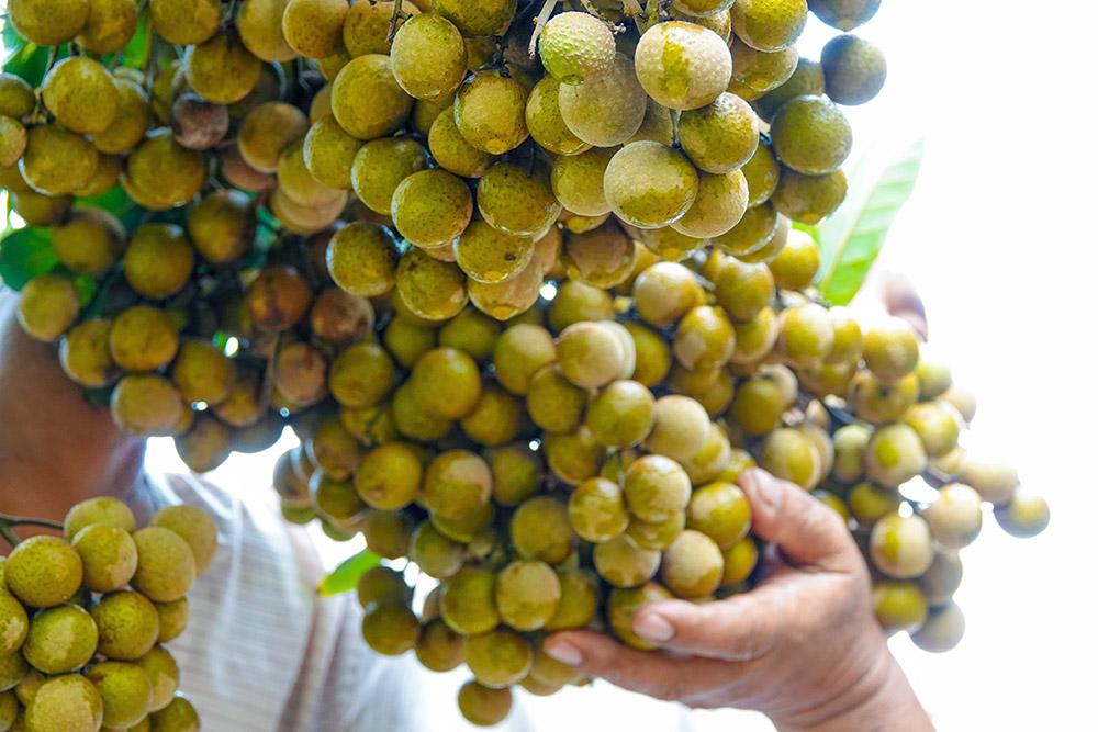 Lão nông sở hữu hai giống nhãn lạ siêu trái, bán 1,5 triệu đồng/nhánh-9