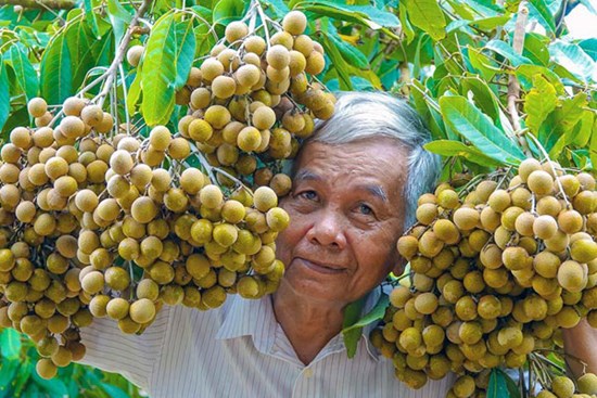 Lão nông sở hữu hai giống nhãn lạ siêu trái, bán 1,5 triệu đồng/nhánh