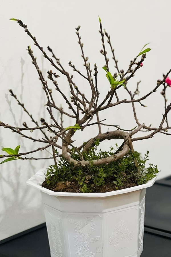 Ngắm căn nhà thuê của nghệ sĩ vừa xuất hiện trở lại trên truyền hình sau một năm trị bệnh-12