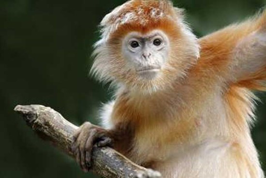 15 ngày tới, những con giáp cẩn thận dễ gặp họa tiểu nhân, vừa mất tiền lại mang họa vào thân