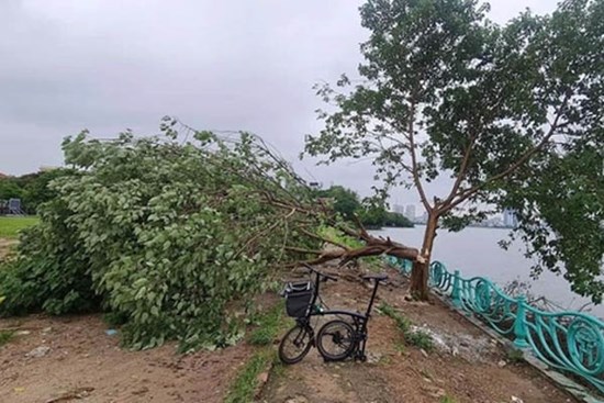 Công an xác minh vụ 'cây cô đơn' ở hồ Tây bị chặt phá