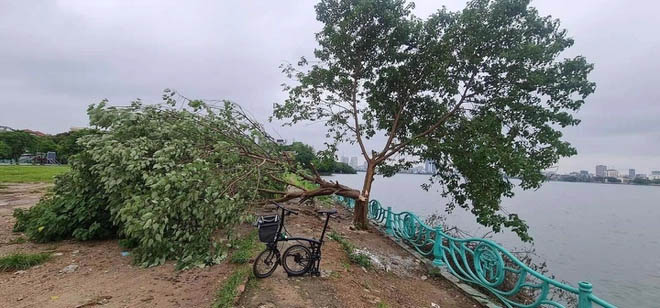 Công an xác minh vụ cây cô đơn ở hồ Tây bị chặt phá-1