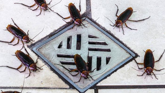 Cho phép thả 100 con gián vào nhà, gia chủ nhận 2.000 USD-1