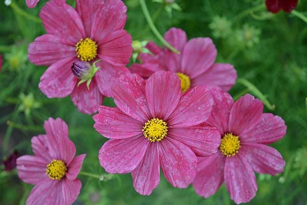 Người sinh ngày Âm lịch này phúc lộc tụ hội, quý nhân trợ giúp, tốt lành đến từng đôi-1