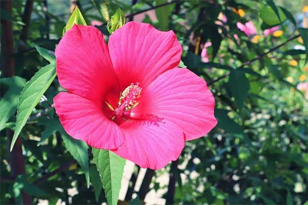 Người sinh ngày Âm lịch này phúc lộc tụ hội, quý nhân trợ giúp, tốt lành đến từng đôi-3