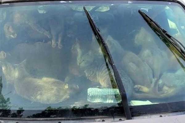 Người đàn ông sống trong ô tô giữa cái nóng thiêu đốt, phát hiện bên trong xe còn sốc hơn-2