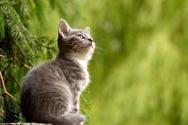 Cuối tuần không được nghỉ ngơi, 3 con giáp muốn thành công phải nỗ lực hơn người-1