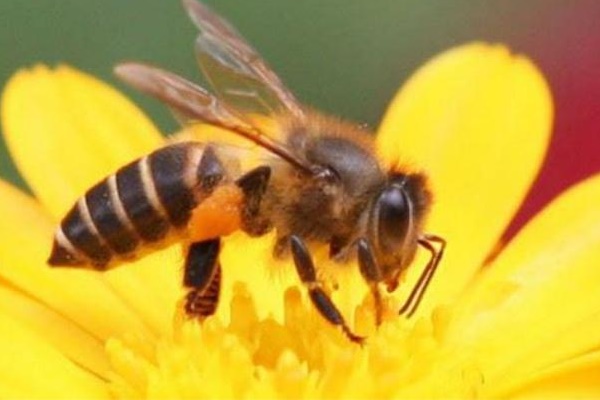 Mật ong tốt cho sức khỏe nhưng vẫn có rủi ro, cần lưu ý khi dùng-3