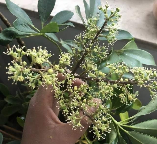 3 cây cảnh nở hoa như ý, hoa nở báo điềm lành, may mắn đến cửa, tài lộc vào nhà-3