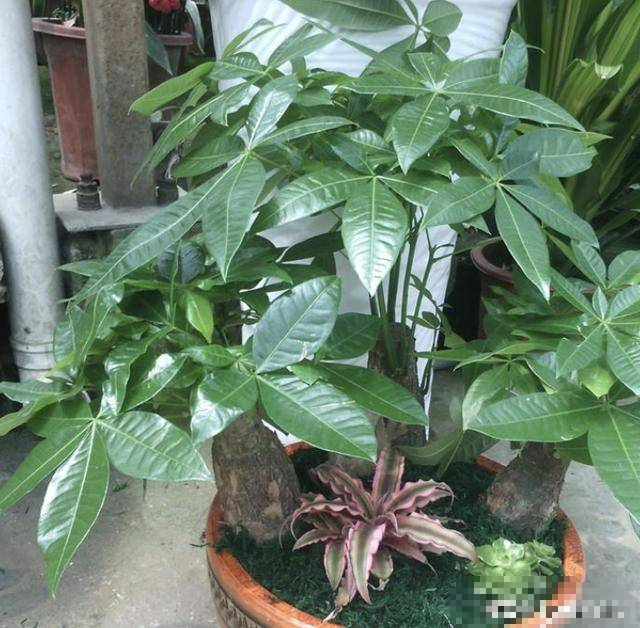 3 cây cảnh nở hoa như ý, hoa nở báo điềm lành, may mắn đến cửa, tài lộc vào nhà-4