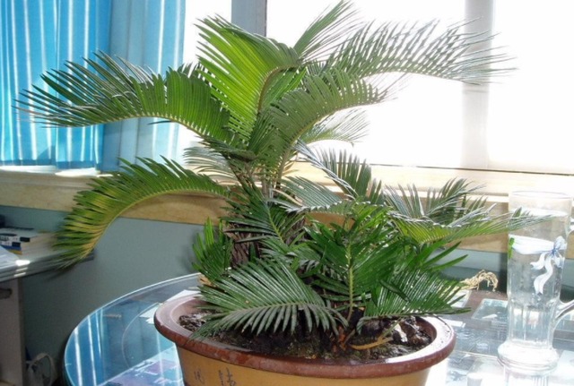 3 cây cảnh nở hoa như ý, hoa nở báo điềm lành, may mắn đến cửa, tài lộc vào nhà-7