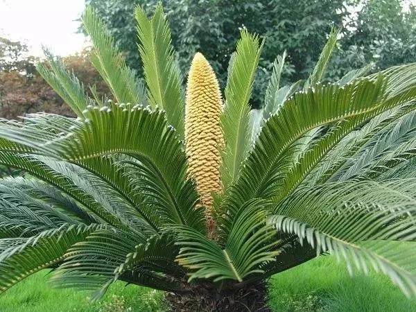 3 cây cảnh nở hoa như ý, hoa nở báo điềm lành, may mắn đến cửa, tài lộc vào nhà-9