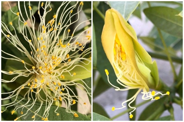 Nhà giàu thích trồng 3 cây cảnh này ở sân nhà, thịnh vượng, may mắn, tài lộc kéo dài trăm năm-7