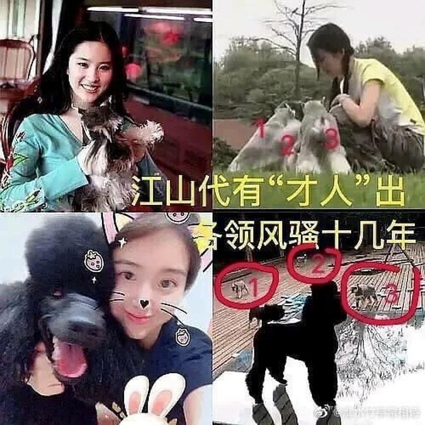 Nghi vấn thần tiên tỷ tỷ” Lưu Diệc Phi làm giả bằng cấp ở Học viện Điện ảnh Bắc Kinh-6