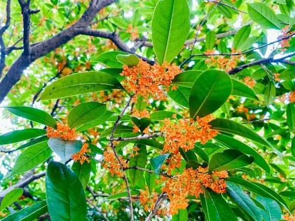 Nhà giàu thích trồng 3 cây cảnh này ở sân nhà, thịnh vượng, may mắn, tài lộc kéo dài trăm năm-5
