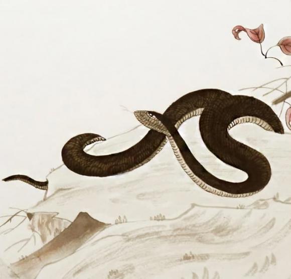 3 con giáp nữ trời sinh phượng hoàng, có thể kiếm tiền, quán xuyến gia đình, ai cưới được về thịnh vượng ba đời-1