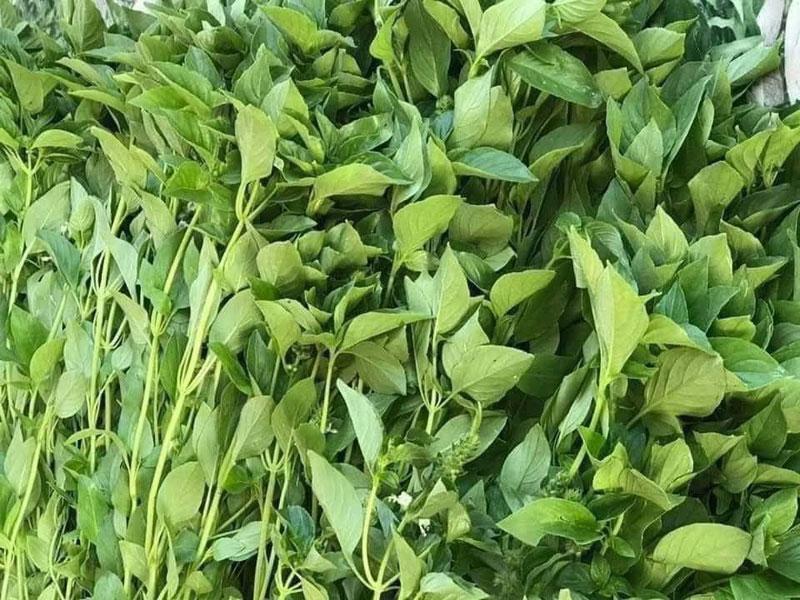 Đem mớ rau từ Đà Lạt ra Hà Nội bán giá đắt hơn thịt gà đặc sản-2