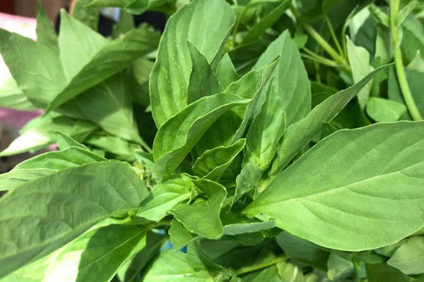 Loại rau siêu sạch, ăn sương và thở bằng khí trời thành đặc sản nức tiếng-3