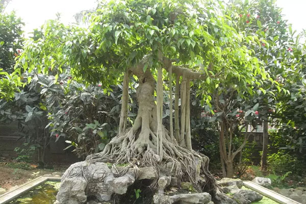 Nhổ sen đá cắm thành bình hoa khủng, giá tiền triệu vẫn hút khách-13